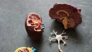 A plastic kidney sits amongst other plastic body parts