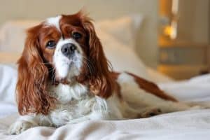 A Blenheim Cavalier dog laying down on a bed